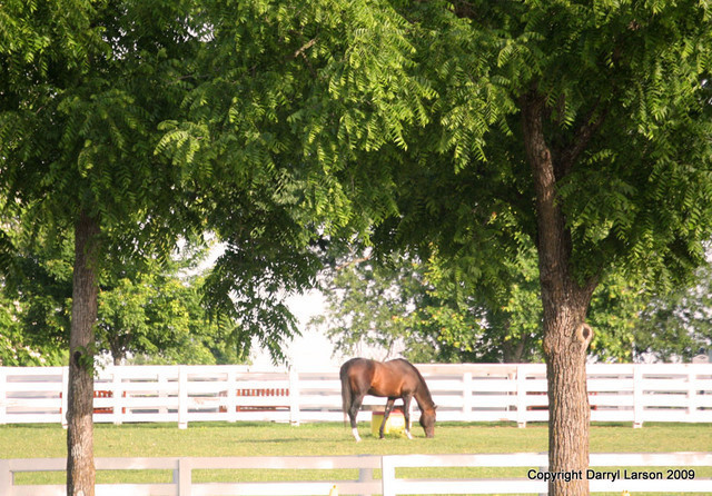 The Egyptian Event 2009 Fun Photos