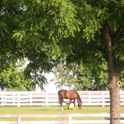 The Egyptian Event 2009 Fun Photos