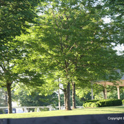 The Egyptian Event 2009 Fun Photos