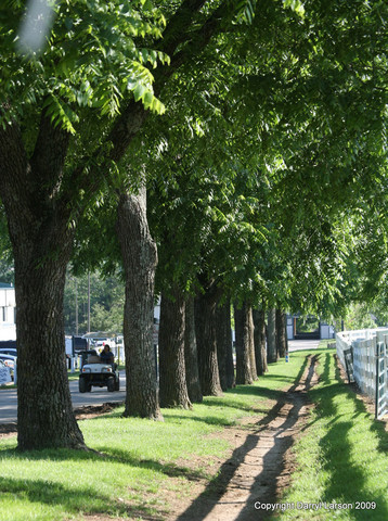 The Egyptian Event 2009 Fun Photos