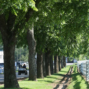 The Egyptian Event 2009 Fun Photos