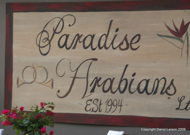 The Egyptian Event 2009 Fun Photos