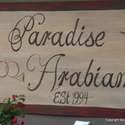 The Egyptian Event 2009 Fun Photos