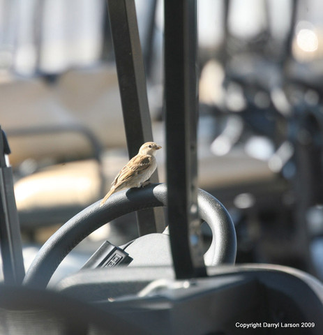 The Egyptian Event 2009 Fun Photos