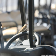 The Egyptian Event 2009 Fun Photos