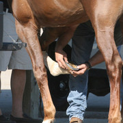 The Egyptian Event 2009 Fun Photos