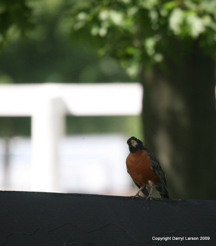 The Egyptian Event 2009 Fun Photos