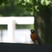 The Egyptian Event 2009 Fun Photos