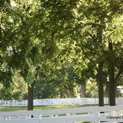 The Egyptian Event 2009 Fun Photos