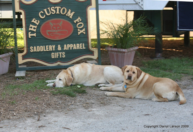 The Egyptian Event 2009 Fun Photos