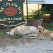 The Egyptian Event 2009 Fun Photos