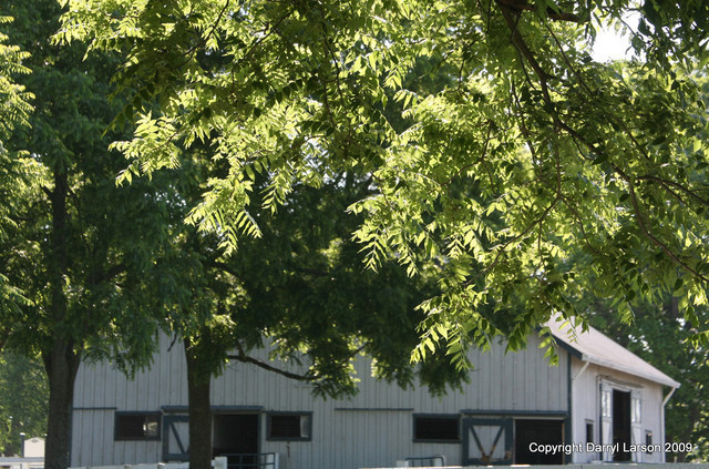 The Egyptian Event 2009 Fun Photos