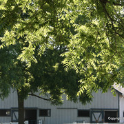 The Egyptian Event 2009 Fun Photos