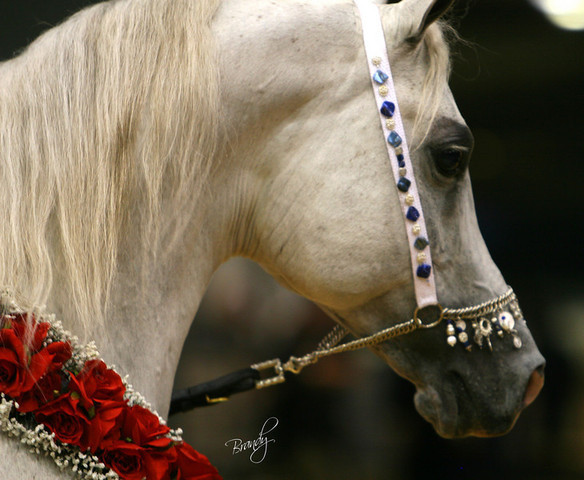 2009 Region 12 Spotlight