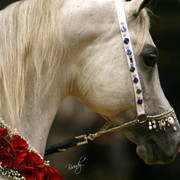 2009 Region 12 Spotlight