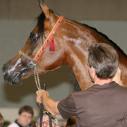 2009 Region 12 Spotlight