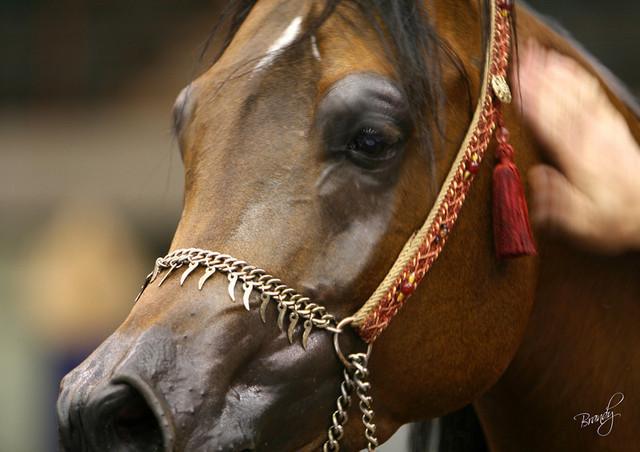 2009 Region 12 Spotlight