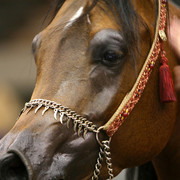 2009 Region 12 Spotlight
