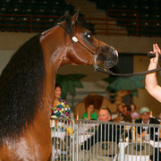 2009 Region 12 Spotlight