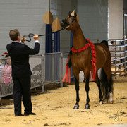 2009 Region 12 Spotlight