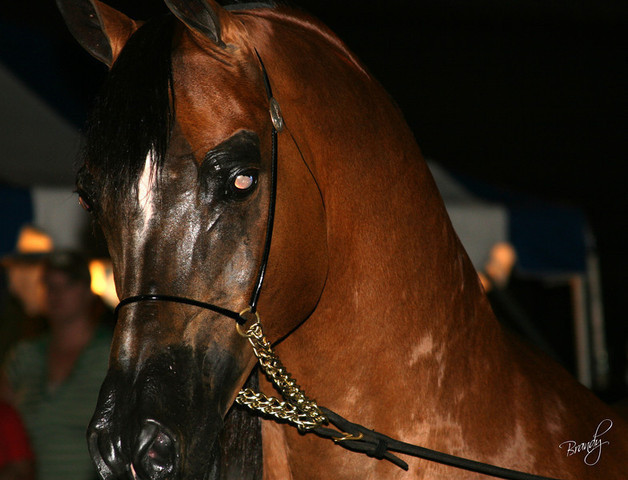 2009 Region 12 Spotlight