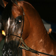 2009 Region 12 Spotlight