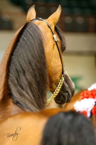 2009 Region 12 Spotlight