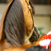 2009 Region 12 Spotlight