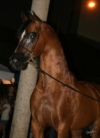 2009 Region 12 Spotlight