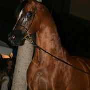 2009 Region 12 Spotlight
