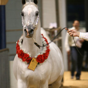 2009 Region 12 Spotlight