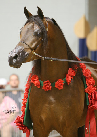 2009 Region 12 Spotlight