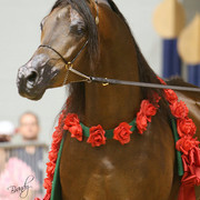 2009 Region 12 Spotlight