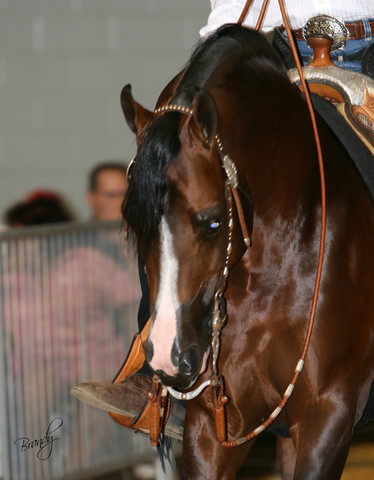 2009 Region 12 Spotlight