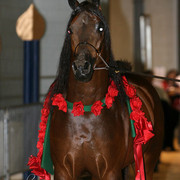 2009 Region 12 Spotlight
