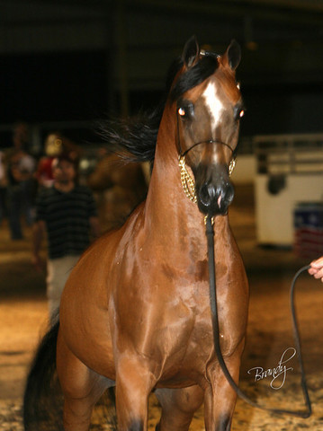 2009 Region 12 Spotlight