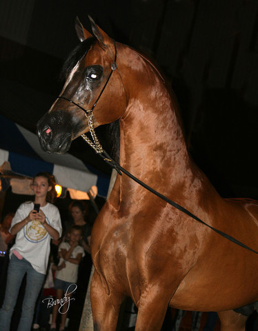 2009 Region 12 Spotlight