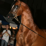 2009 Region 12 Spotlight