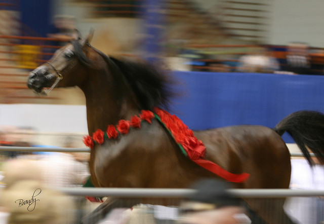 2009 Region 12 Spotlight