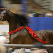 2009 Region 12 Spotlight