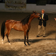 2009 Egyptian Event - Monday