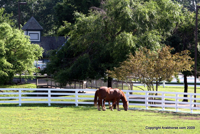 2009 Egyptian Event - Monday