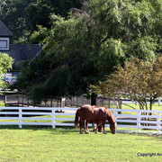 2009 Egyptian Event - Monday