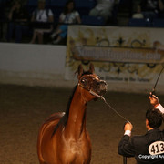 2009 Egyptian Event - Monday