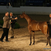 2009 Egyptian Event - Monday