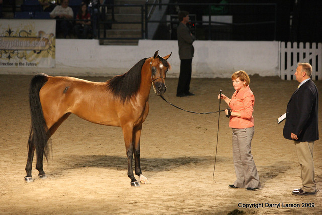 2009 Egyptian Event - Tuesday