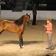 2009 Egyptian Event - Tuesday