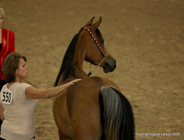 2009 Egyptian Event - Tuesday