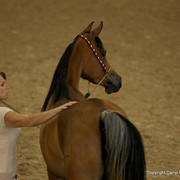 2009 Egyptian Event - Tuesday