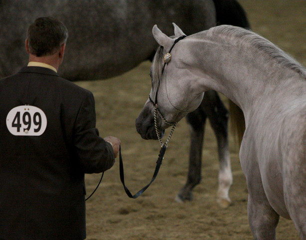 2009 Egyptian Event - Tuesday